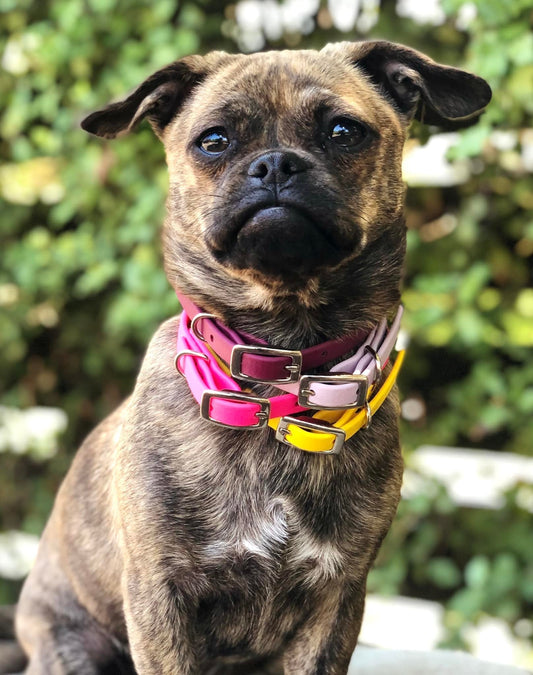 Personalized Champ BioThane 3/8 Inch Buckle Collar