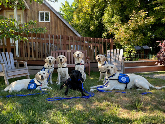 Champ Biothane Service Dog / Police Dog / Multi-Purpose Lead