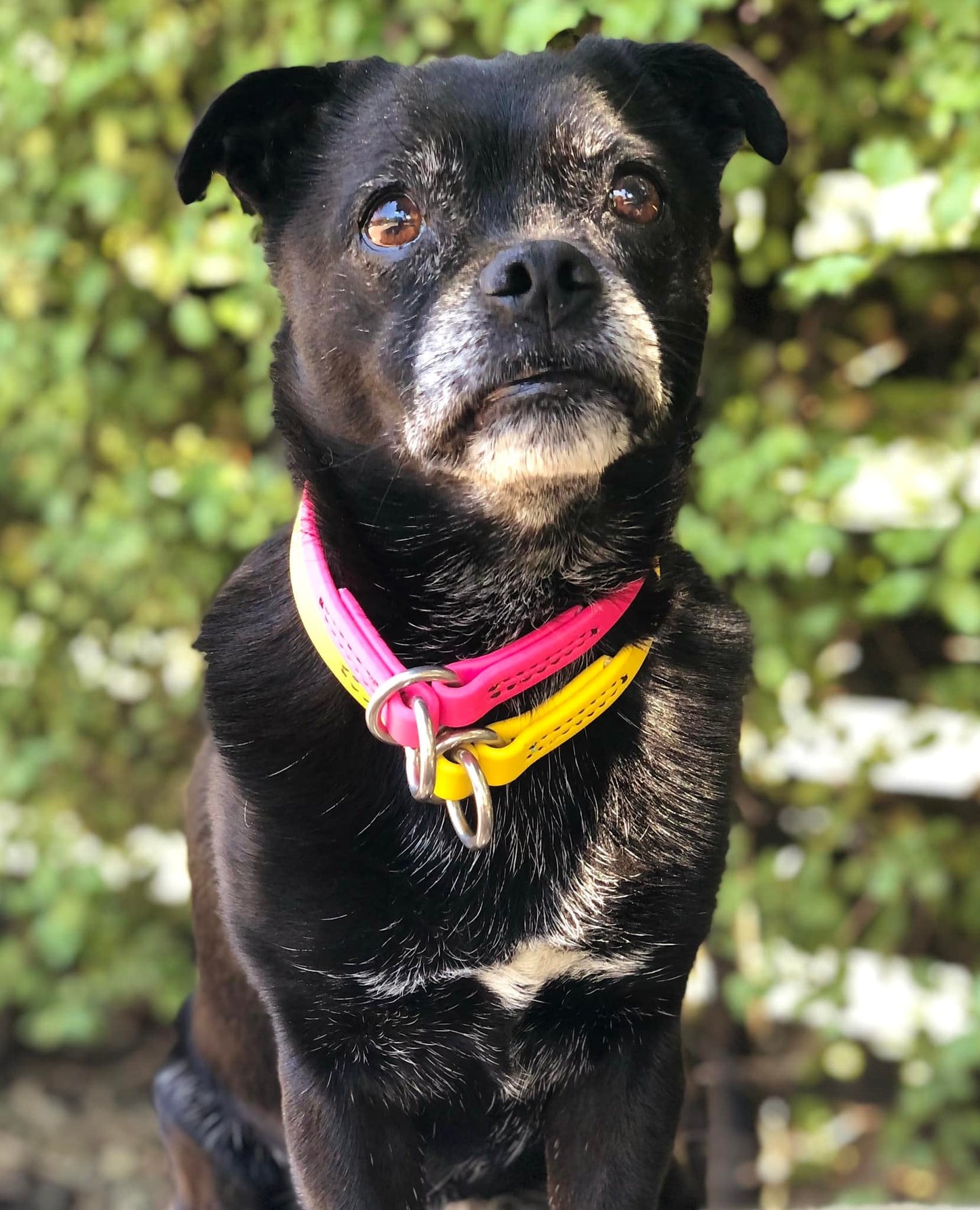 Champ BioThane Beta Slip / Choke Collar With Stainless Steel Rings - 3/8"