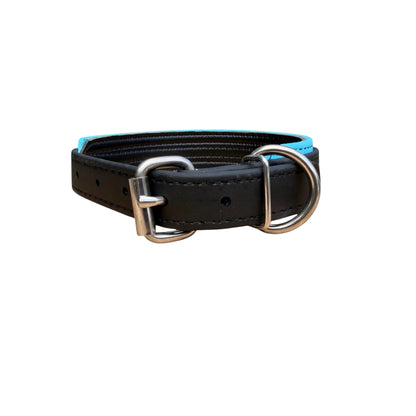 E. Two Toned Collar - 2026 AKC FastCAT Invitationals BioThane Collar
