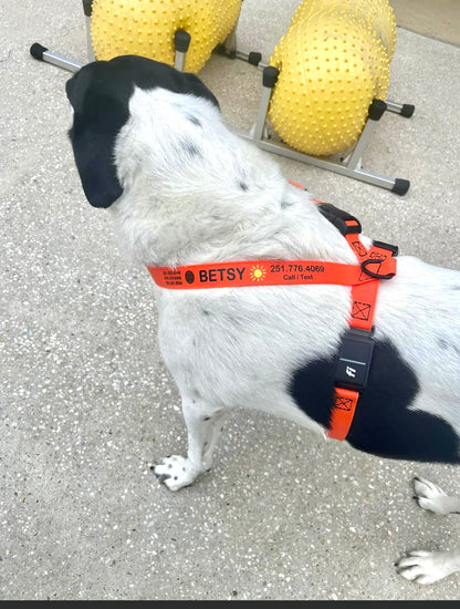 FI Series 3/3+ Compatible BioThane Figure 8 Harness - Personalized or Blank