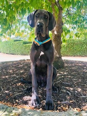 Champ BioThane Beta Slip / Choke Collar With Stainless Steel Rings - 1/2"